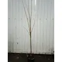 Черешня Эрли Беджи ø23 h120 - 150 см