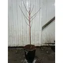 Персик Инжирный Бельмандо ø23 h120 - 140 см