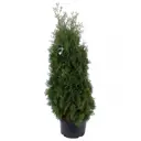 Туя западная Фастигиата h180 - 200 см