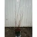Бирючина ø18 h80 - 120 см