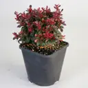 Бөріқарақат ø9 h20 см