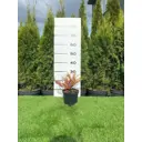 Барбарис Тунберга Сенсейшн h20 - 40 см