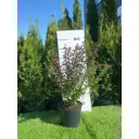 Барбарис Тунберга Атропурпуреа h40 - 60 см