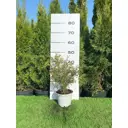 Лапчатка абботсвуд h20 - 40 см
