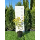 Пузыреплодник Энжл Голд h60 - 80 см