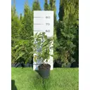 Гортензия Строберри Блоссом h40 - 60 см