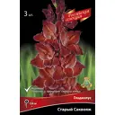 Гладиолус Старый саквояж, 3 шт.