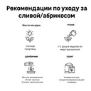 Абрикос Жигулевский сувенир/Триумф северный/Краснощекий h150 см