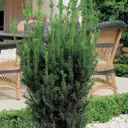 Тисс средний Хилли h60 см