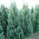 Кипарис Лавсона Колумнарис h40 см