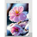 Картина на холсте First Class Images 102430S 50x35 см