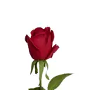 Искусственный цветок Роза 64 см материал шелк цвет красный