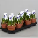 Мускари ø9 h10 см