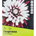 Георгина Ребекка Ворд разбор II