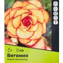 Бегония Пикоте Йеллоу/Ред луковицы 4/5