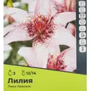 Лилия Пинк Пикселс луковицы 12/14, 3 шт.