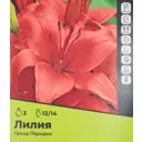 Лилия Гранд Парадис луковицы 12/14, 3 шт.