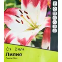 Лилия Лоллипоп луковицы 12/14, 3 шт.