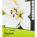Лилия Элинер луковицы 12/14, 3 шт.