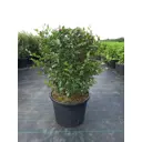 Кизильник блестящий ø70 h60 - 80 см