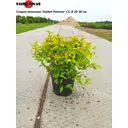 Спирея японская Голден Принцесс ø30 h20 - 30 см