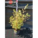 Дерен белый Элегантиссима ø70 h60 - 80 см