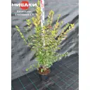 Кизильник блестящий С5 ø70 h60 - 80 см