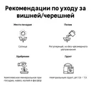 Черешня микс туба h60 см