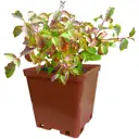 Дерен Винтер Бьюти кроваво-красный ø15 h35 см