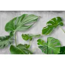 Фотообои Divino Листья монстеры на бетоне 400x270 см F-309