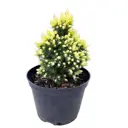 Ель Рейнбоуз Энд ø22 h60 см