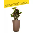 Кашпо напольное с автополивом Lechuza Cubico Color 30 13133 14л
