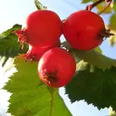 Боярышник гибридный ø20 h20 см