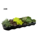 Очиток микс ø9 h10 см