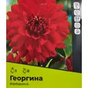Георгина Барбаросса разбор II