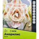 Амариллис Нимб луковицы 26/28