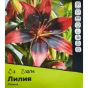 Лилия Олина луковицы 12/14, 3 шт.