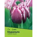 Тюльпан Муральто луковицы 10/11, 5 шт.