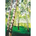 Фотообои бумажные Симфония В березках 140x200 см К-085/в