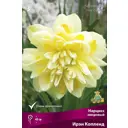 Нарцисс махровый Ирэн Копленд 12/14, 3 шт.