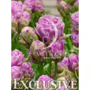 Тюльпан многоцветковый Вайолет Прана луковицы 12 5 шт