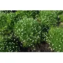 Мшанка шиловидная микс ø17 h5 - 10 см