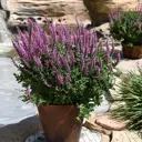 Шалфей дубравный Пинк Болл ø17 h10 - 20 см