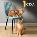 Стул-кресло Лондон Ami 1 стул каркас берёза цвет мятный