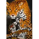 Фотообои флизелиновые DeliceDecor И 396 Дикие кошки 200x300см