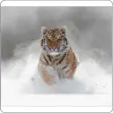 Фотообои флизелиновые Bartonwall 300x270 см Тигр