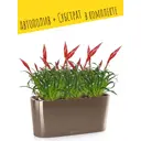 Кашпо настольное с автополивом Lechuza Delta 20 15566 5 л