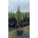 Ель канадская Коника h40 - 50 см
