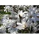 Магнолия звездчатая микс ø19 h30 см