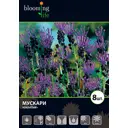 Мускари хохлатый луковицы 7/8 8 шт